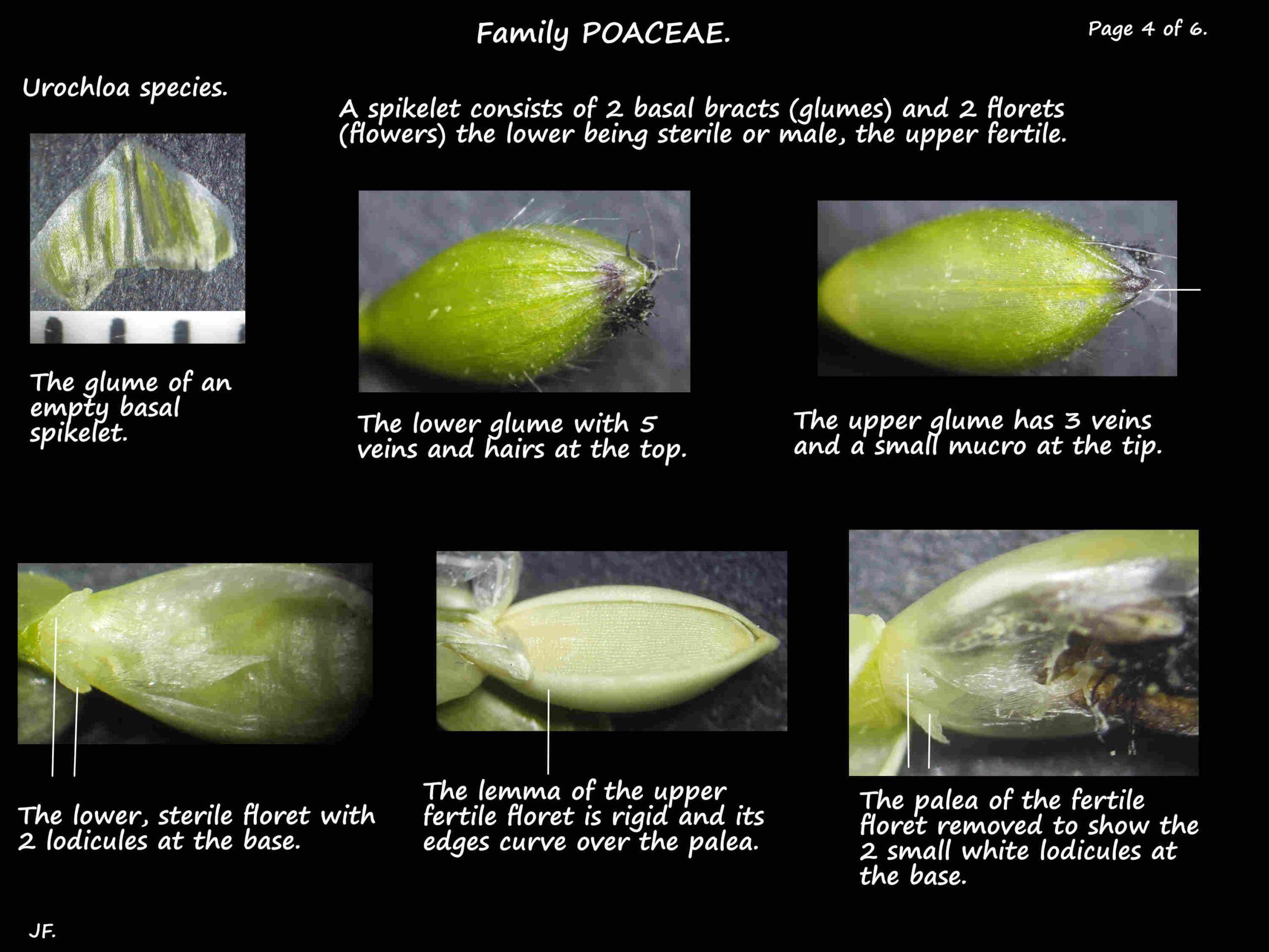 4 The glume, palea, lemma & lodiculds of a Urochloa spikelet